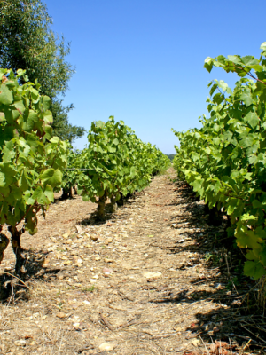 Vineyards Coteau du Giennois