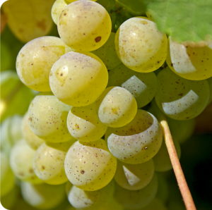 Sauvignon Blanc the king of Sancerre wines