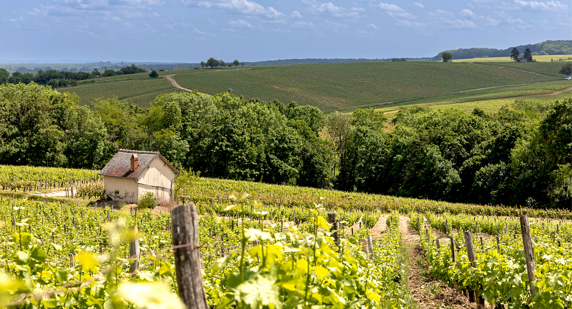 Vineyards of the Pouilly