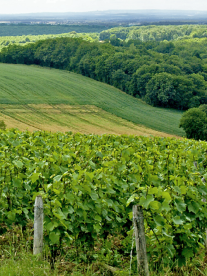Hills of the cotes de la charite