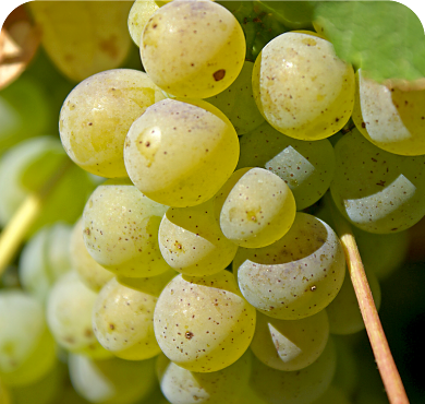 P_GROUPES_Sancerre_Pouilly_1J_N1