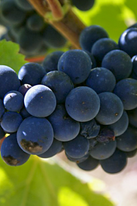 Pinot noir ready to be pressed