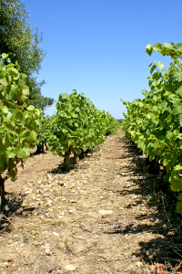 Vineyards Coteau du Giennois