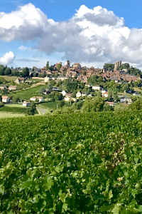 View vineyards sancerre